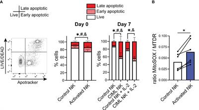 IL-12/15/18-induced cell death and mitochondrial dynamics of human NK cells